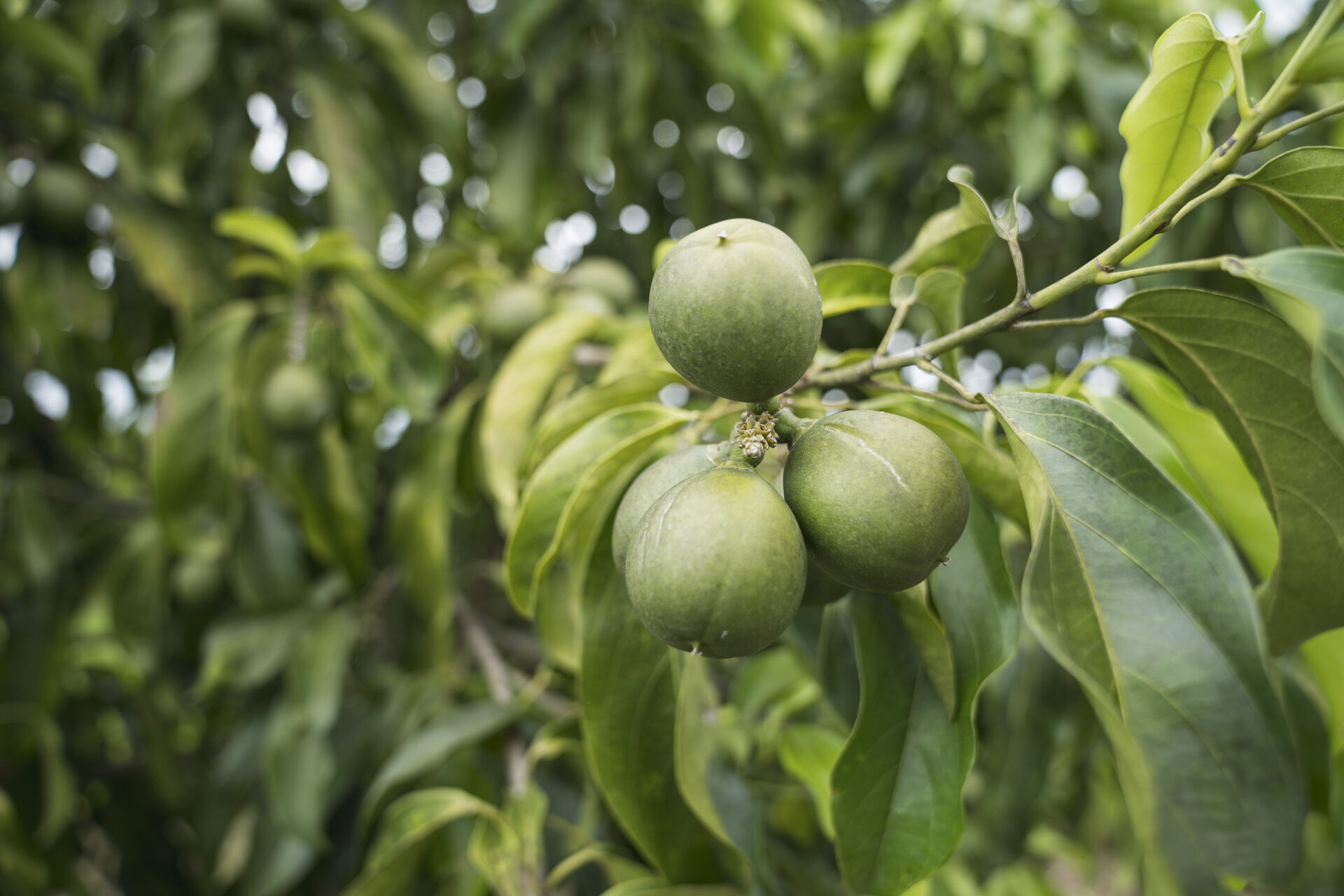 Imagen mano con producto Sescacay aceite biointensivo